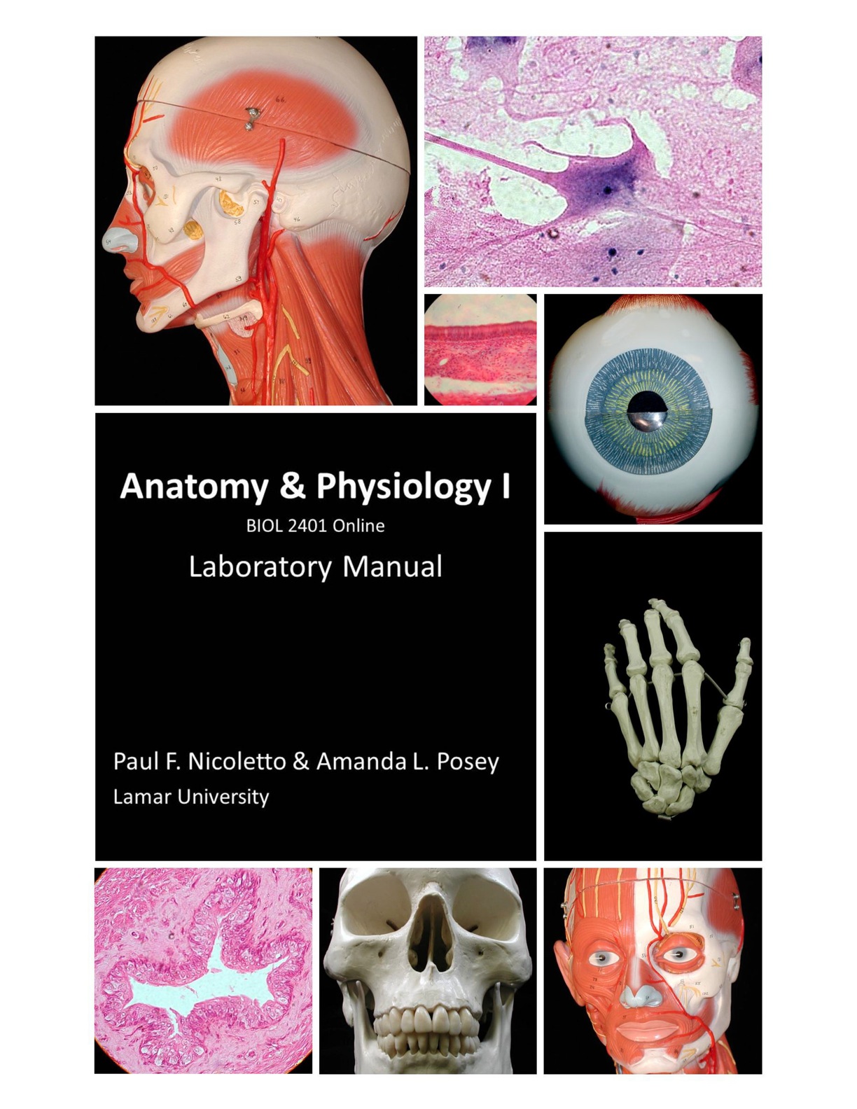 Anatomy and Physiology II